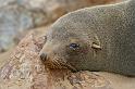 112 Cape Cross seal colony